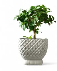 Connect Pot - Küçük görsel 1