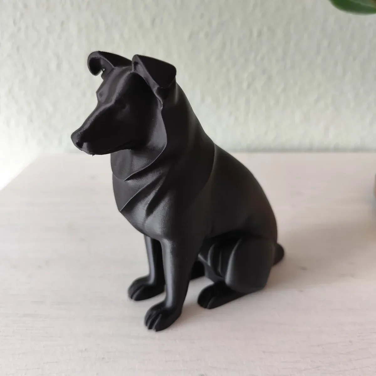 Australian Shepherd - 1